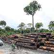 Desmatamento da Amazônia cai 60%jogar jogo de tirojaneiro, aponta Imazon