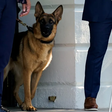 Commander, o cachorro de Joe Biden 'acusado' de morder agentes do Serviço Secreto ao menos 24 vezes