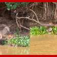 Onça é flagrada caçando jacaré no Pantanal, e vídeo viraliza nas redes sociais