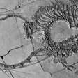 Dragão Chinês Marinho | Réptil de 240 milhões de anos tem forma revelada