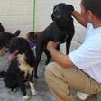 Presídios poderão receber cães e gatos para ajudar na ressocialização dos detentos
