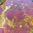 Plantas aquáticas transformam rio em 'arco-íris líquido' na Colômbia
