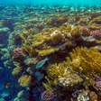 Ecossistema marinho com recife de até 60 metros de altura é descoberto na costa do ES