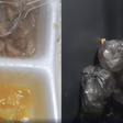 Pacientes denunciam larvas em comida e ratos em UPA de BH