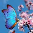 Significado de sonhar com borboleta: veja quais são
