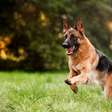 8 curiosidades sobre o cachorro pastor alemão