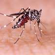 Dengue: veja dicas para afastar o mosquito da sua casa