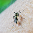 Brasil bate 1 milhão de casos de dengue em 2024 com apenas dois meses