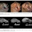 Nova espécie de morcego minúsculo pesa 8 g e mede 5 cm