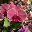 Como as orquídeas inspiraram Darwin e dão sinais de alerta sobre degradação ambiental