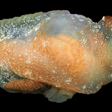 Nova espécie de lesma-do-mar é transparente e brilhante