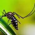 Epidemia de dengue ameaça o Brasil - e Aedes pode transmitir mais doenças