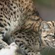Gato selvagem raro é flagrado em Torres del Paine, na Patagônia chilena