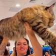 Gato brasileiro de mais de 1 metro pode ser o maior do mundo; conheça