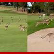 Cangurus invadem campo de golfe e interrompem partida na Austrália