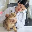 7 dicas para facilitar a visita ao veterinário para o seu gato