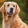 10 mitos sobre os cães da raça golden retriever