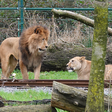 Leão mata parceira com mordida na garganta durante adaptação em zoológico na Bélgica