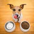 11 alimentos considerados tóxicos para cachorros