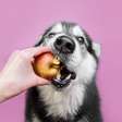 8 frutas que os cachorros podem comer