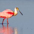 Flamingo? Ave de cauda rosa chama a atenção no Rio Pinheiros84 betSP; saiba qual é a espécie