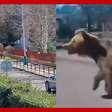 Urso ataca pessoas e causa situação de emergência na Eslováquia