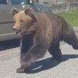 Urso ataca cinco pessoas e provoca pânico em destino turístico na Europa; veja