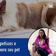 5 benefícios de dar petiscos e mordedores naturais para seu pet