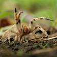Efeito de picada de aranha-armadeira causa ereção por aproximadamente 2 horas; entenda