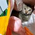 Mulher é presa por usar gata para entrar com material proibido em presídio de Sergipe