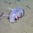 Porco-do-mar, a bizarra criatura descoberta por expedicionários