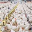 Brasil exportou 5,1 milhões de toneladas de carne de frango em 2023