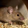 Sonhar com ratos com significado completo dos sonhos