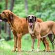 Pit bull, fila brasileiro e mais raças de cães 'proibidas' pelo mundo
