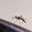 Capital registra 33 mortes por dengue e ultrapassa 108 mil casos