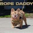 Conheça Rope Daddy, o 'cachorro mais caro do mundo'