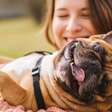 7 dicas para lidar com a adolescência dos cães