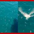 Vídeo impressiona ao mostrar mar infestado de tubarões no Golfo do México