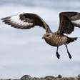 Pesquisadores confirmam 'surto massivo' de grive aviária pela primeira vez na Antártida