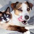 Imunidade dos pets: veja como proteger a saúde de cães e gatos