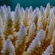 Branqueamento em massa de barreiras de corais se torna problema global