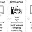 Técnica permite aprender novo idioma durante o sono