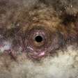 Segundo buraco negro mais perto da Terra é descoberto