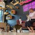 'Cat café': empreendedora cria cafeteria com área para interação com gatos e fatura R$ 2,5 milhões