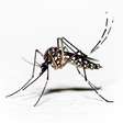 Dengue: 2ª semana de maio teve maior percentual de testes positivos em 2 anos