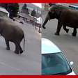 Elefante escapa de circo e 'passeia' por ruas em cidade nos EUA