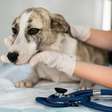 Médicos-veterinários deverão notificar a Prefeitura sobre casos de leishmaniose