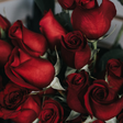 Rosa: Como Cuidar, Significado da Flor e +10 Arranjos Lindos