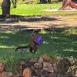 Macacos fazem 'arrastão' e pegam alimentos dos visitantes em parque do Distrito Federal