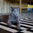 4 características do gato da raça azul russo